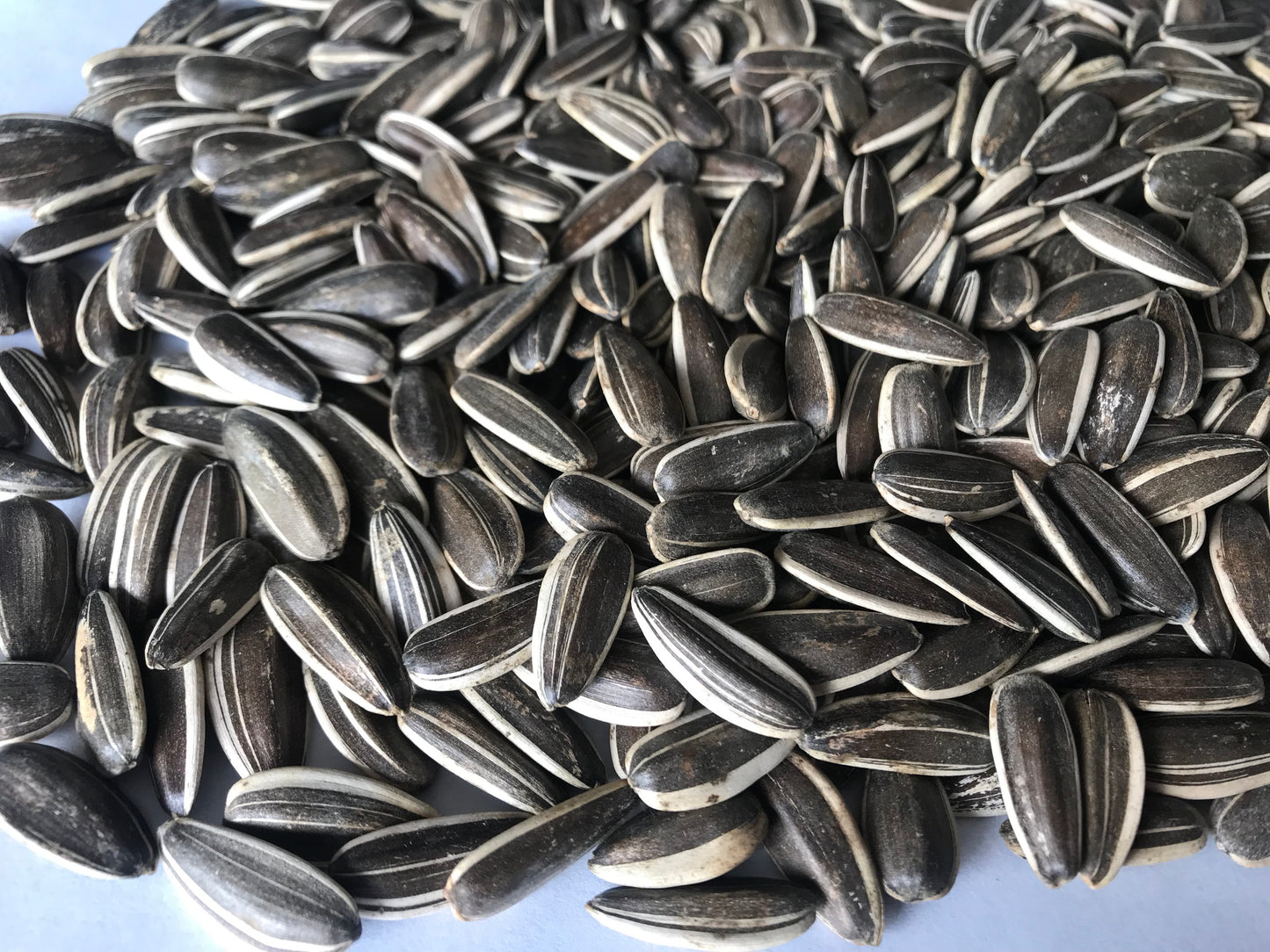 Sunflower seeds normal Argentina