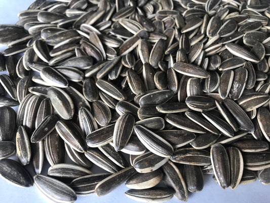 Sunflower seeds normal Argentina