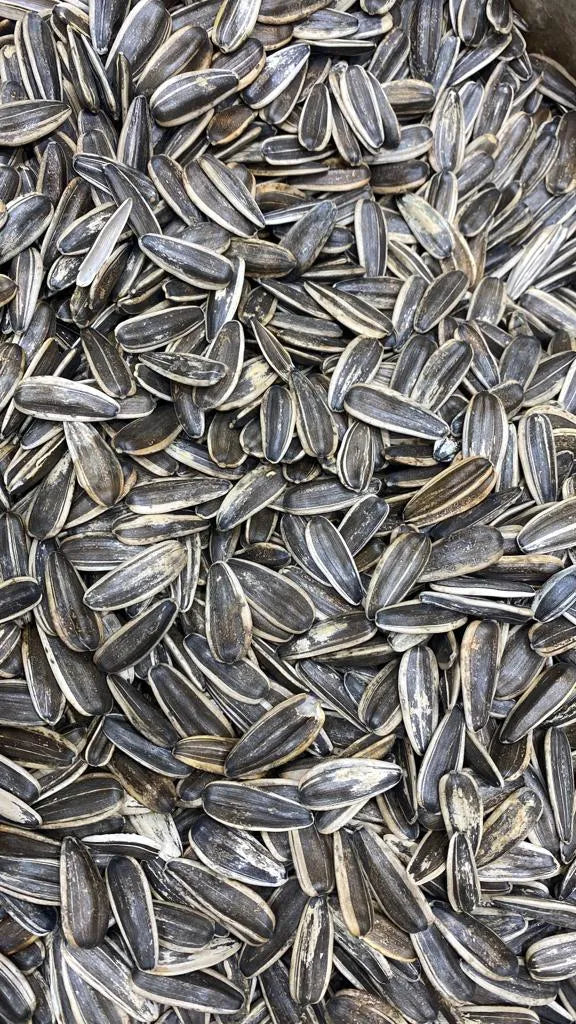 Sunflower seeds salted Argentina